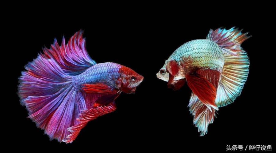 养宠物鱼的妙招,教你养观赏鱼视频