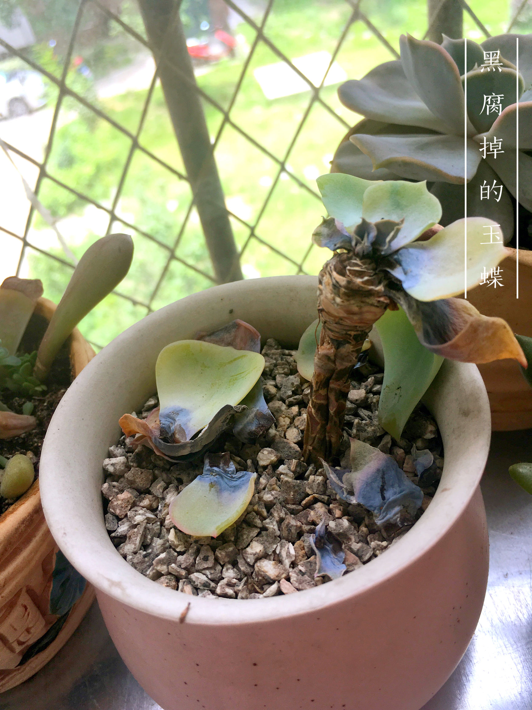 多肉植物贵货老桩都开始降价啦!到底要不要入手?来听听有经验的大神怎么说