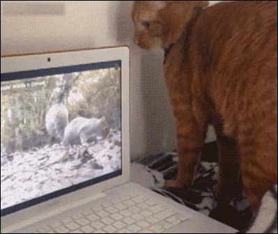 舌头太短是因为肾脏不好吗,舌头太短想变长