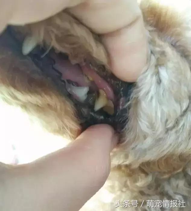 教你如何正确帮狗狗清理牙齿,狗狗牙齿有毛病了应该怎么办