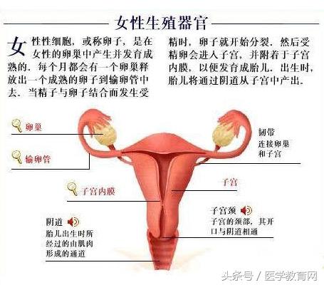 胎儿发育过程视频,胎儿发育全过程图