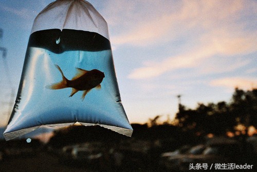 星座水瓶座的长相特征,星座中水瓶座的特点