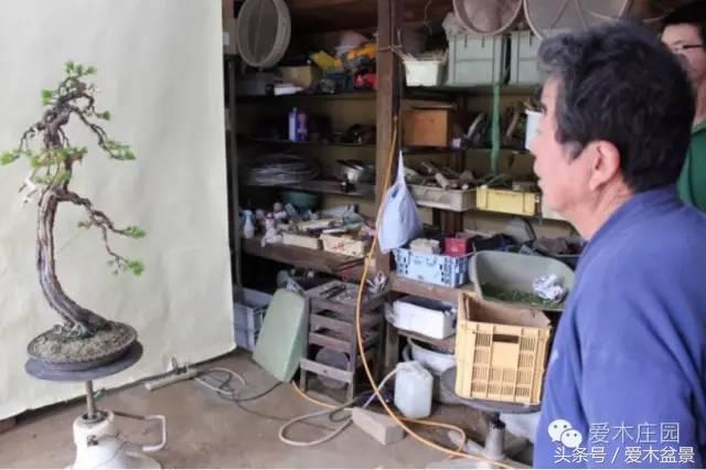 爱木盆景｜文人树《神仙》改作实录，小林国雄亲自示范松树盆景整型，艺术无国界，好的我们需要学习