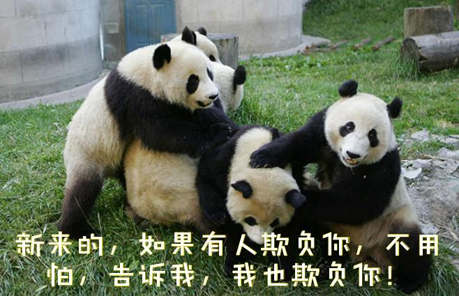 表情定制老司机，新人入群遭*戏调**，保证质量