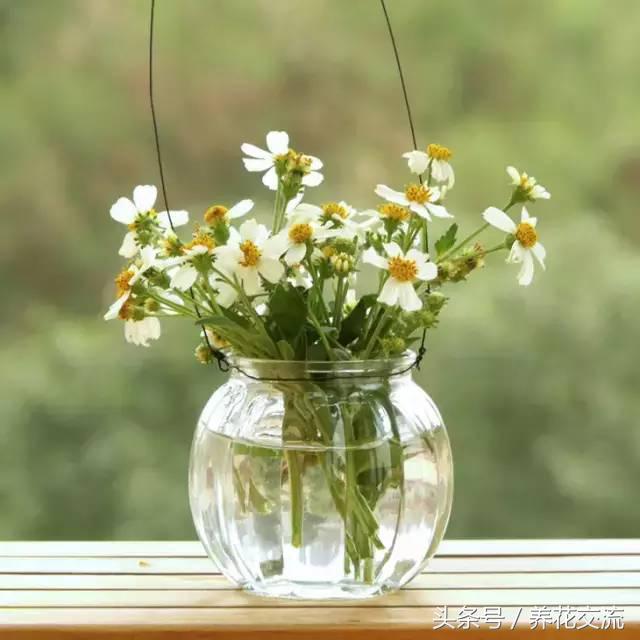 鸿运当头水培植物的养护方法,9种超级好养的水培植物养护下集