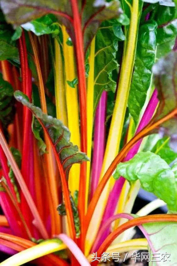 缅甸特产吃过3种算你牛？台州土特产出名啦看看有没有你老家的？网购的土特产都是家乡的味道？忻州特产？