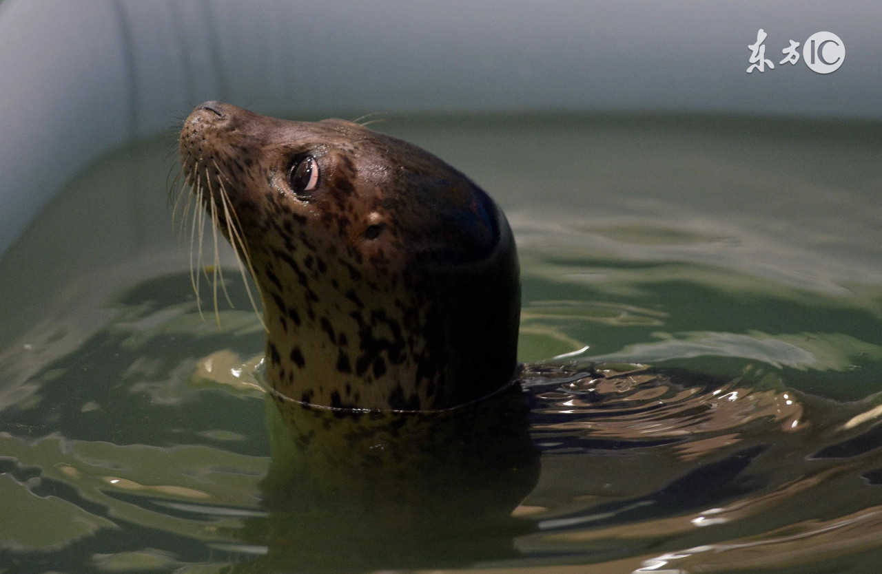 大人们忘记了，男人们不知道，我们小姑娘的辫子被扎太紧了有多疼