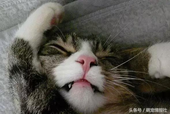 猫咪口臭怎么解决,猫咪牙齿