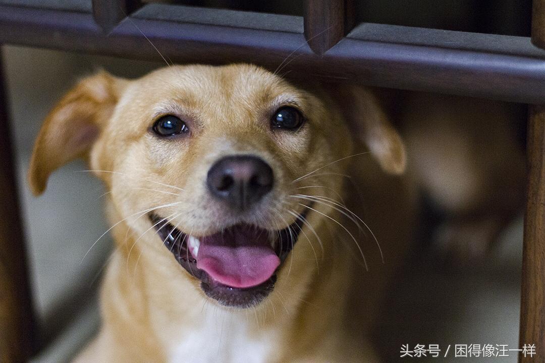 房间里狗味道太重怎么去除,狗身上有狗味怎么去除
