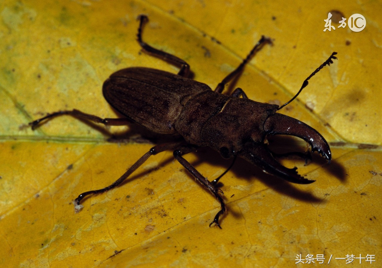 日本真人超级变态电影介绍由于画面恐怖所以没有上传电影本身图片请自行搜索