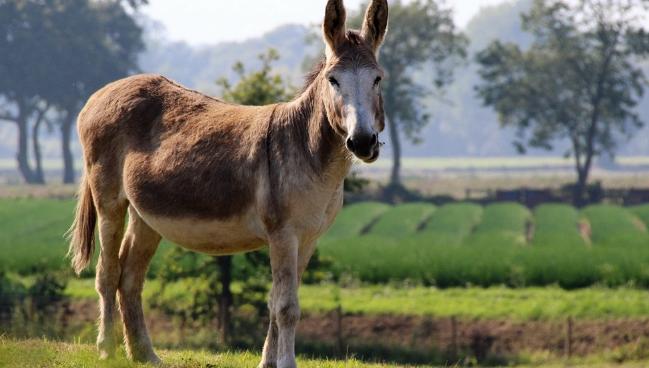 养殖最赚钱最好养的动物,1万元养殖什么动物好