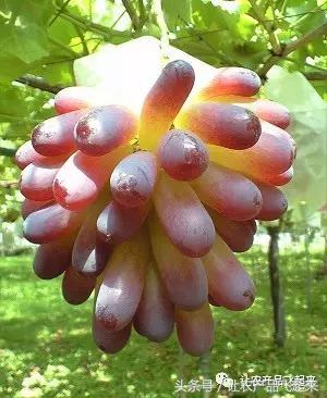 有种葡萄园，卖的不是产品，而是特色