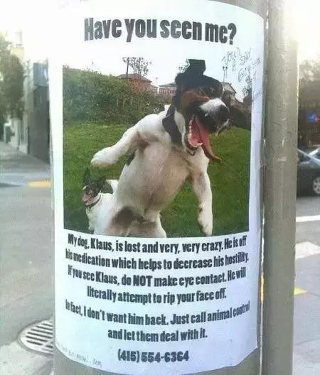 汪星人看约克犬,汪星人看到大批喵星人