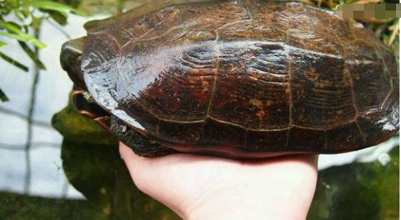 中华草龟和野生草龟的区别,草龟跟中华草龟有什么区别