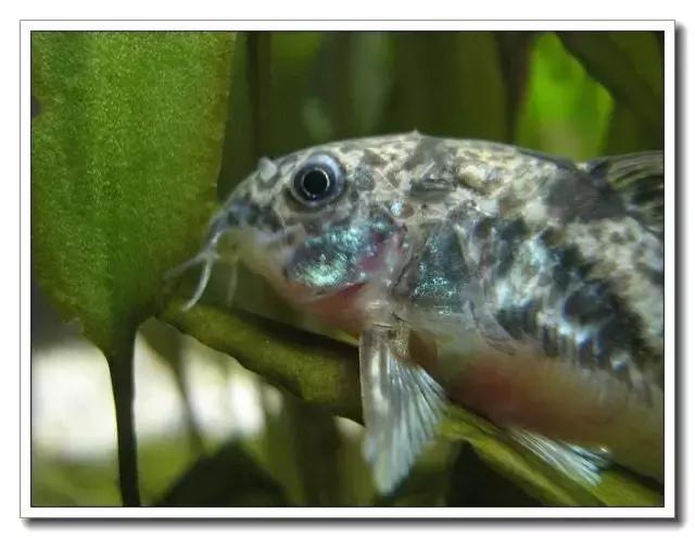 鼠鱼的发病季节,鼠鱼抗病