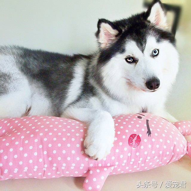 狗狗可以吃油的食物吗,狗狗可以吃带油食物吗