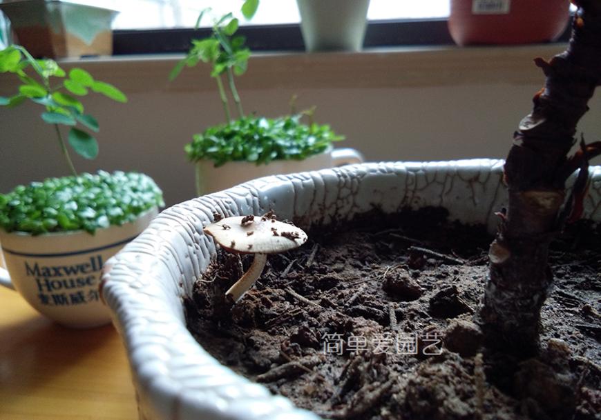 花盆里长蘑菇怎么办,花盆里长的黄色蘑菇有毒吗