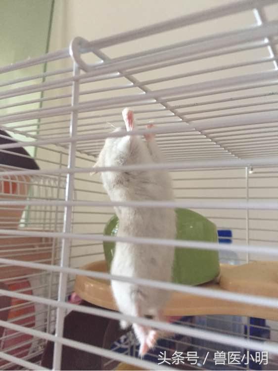 仓鼠中的体操王者，保持这样的姿势半小时，轻而易举