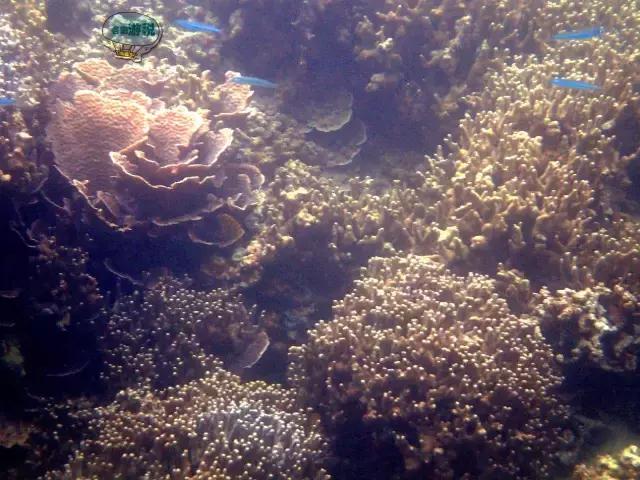 令人毛骨悚然的帕劳国家美食,去帕劳必吃的东西