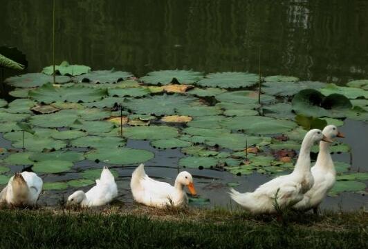 人到中年不碰三情的感悟,人到中年不交三种情不处三种人