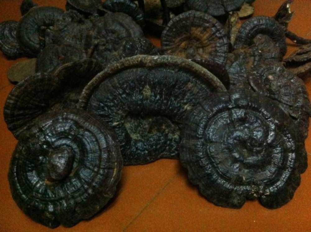 灵芝是抗癌之王,世上没有治百病的药