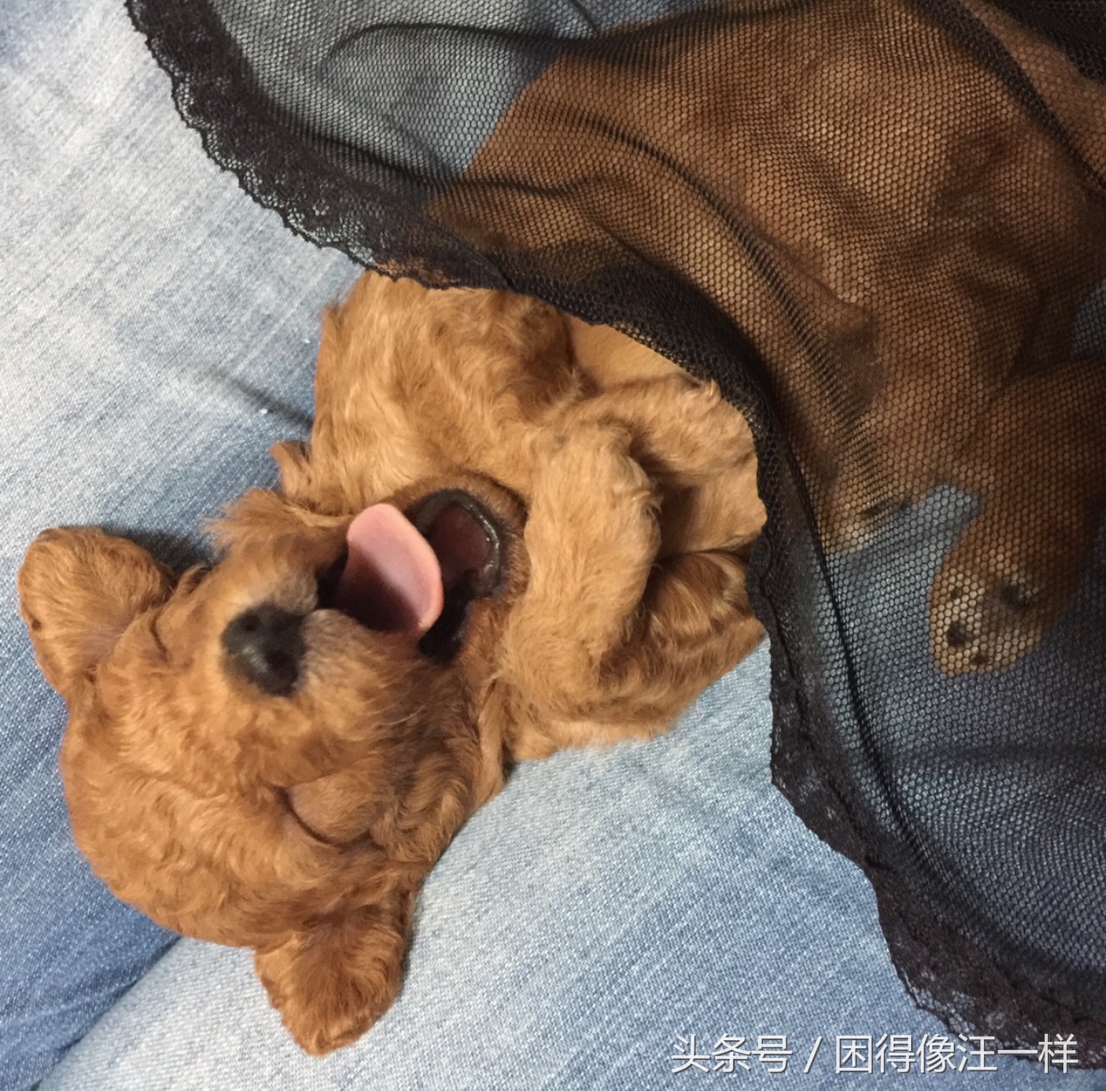 房间里狗味道太重怎么去除,狗身上有狗味怎么去除