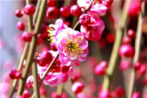 喜欢送花的男生什么性格,那些喜欢花的人