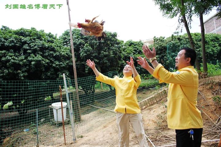 游机鸡是什么东西？吸引一群厨王跑到南宁农村吃