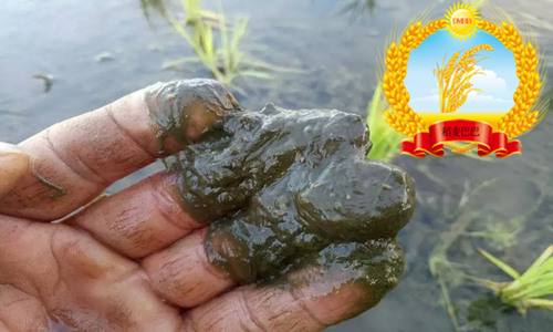 水稻百科知识,水稻上有白色条纹