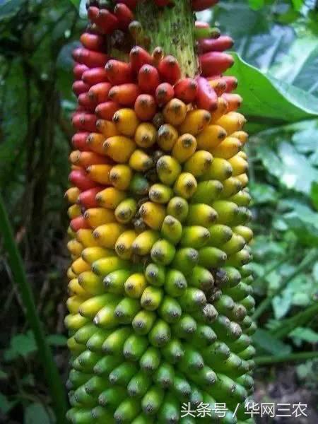 缅甸特产吃过3种算你牛？台州土特产出名啦看看有没有你老家的？网购的土特产都是家乡的味道？忻州特产？