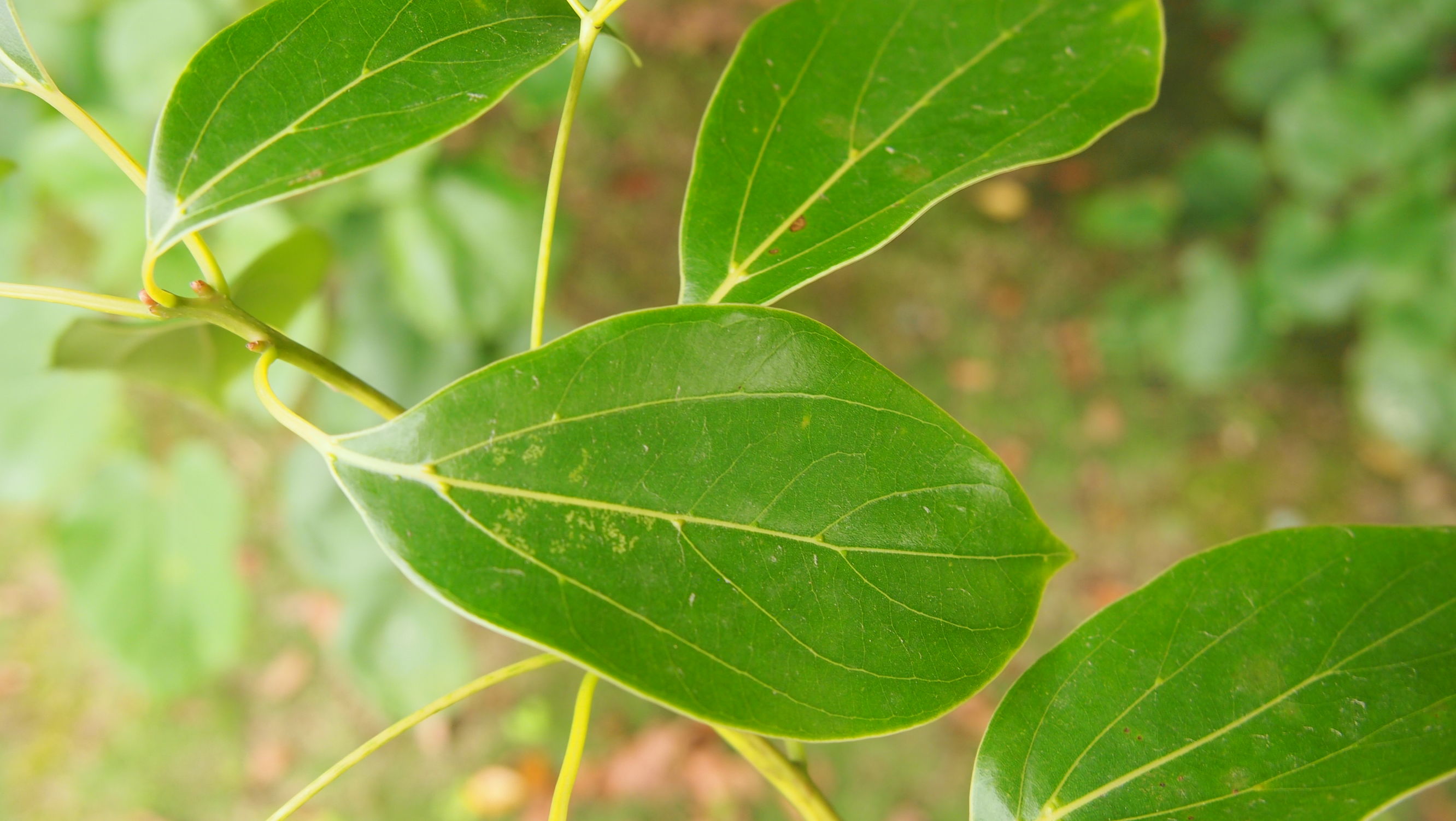 樟名字解读,樟字名字含义