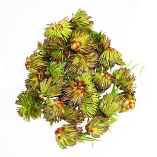 杜仲花的吃法,杜仲花茶的制作方法