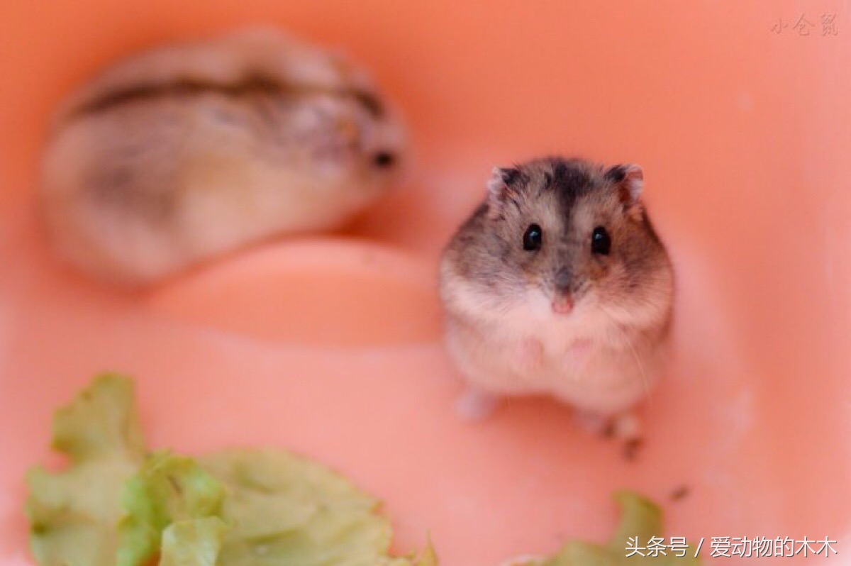 怎样照顾刚生产的仓鼠,金丝熊仓鼠生宝宝了怎么照顾