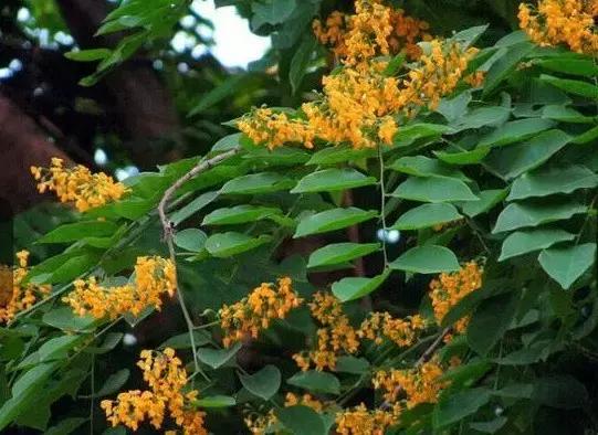 小叶女贞盆景值得买吗,小叶紫檀盆景掉叶该怎么养