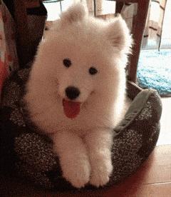 萨摩耶跟二哈哪个好养,二哈和萨摩耶哪个好养