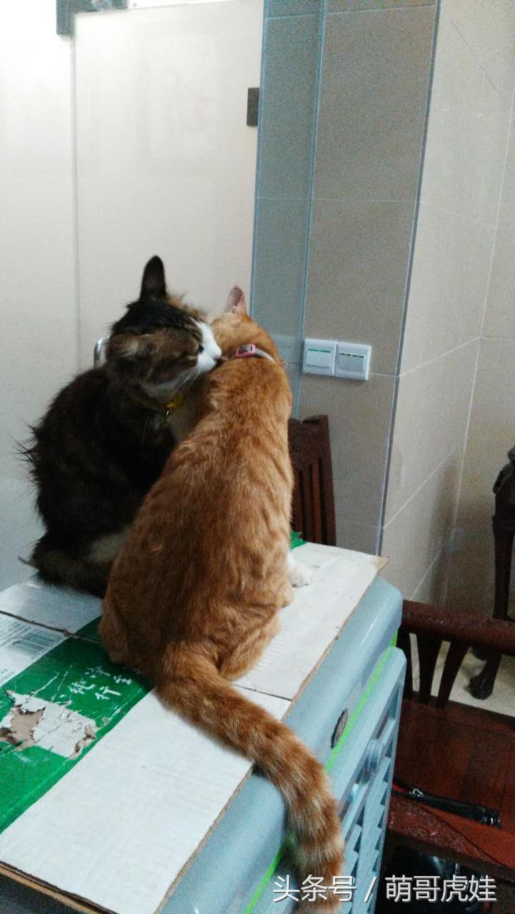 谁说天上不能掉馅饼，坐在家里也能被空降的喵星人砸中，命中注定就是铲屎官