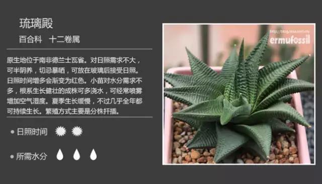 十二卷多肉植物怎么养,十二卷多肉如何养根