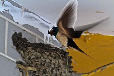 燕子筑巢对风水有影响吗,燕子筑巢与风水忌讳有哪些