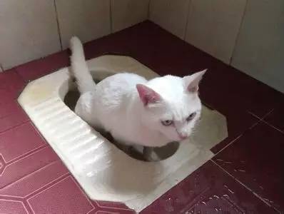 怎样训练猫咪定点大小便,4个月狗狗怎么训练定点排便