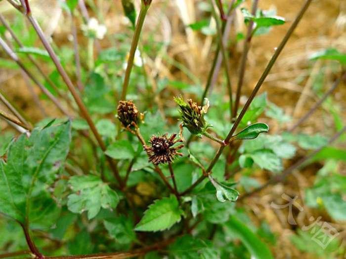 鬼针是双向调节血压吗 (鬼针草降血压怎么样)