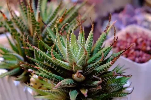 十二卷多肉植物怎么养,十二卷多肉如何养根