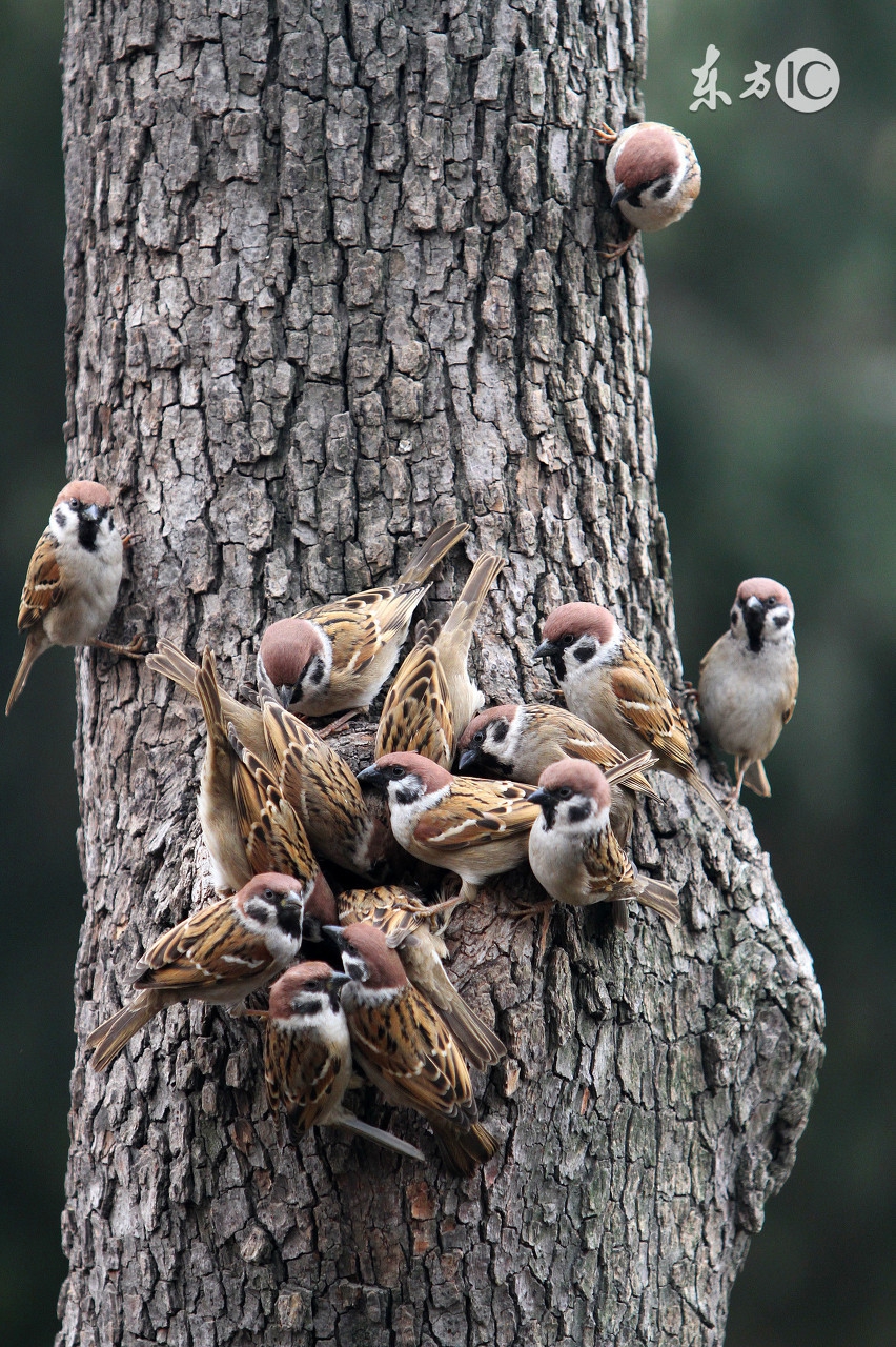 孕妇怀孕十月的食谱,孕妇营养食谱长胎不长肉