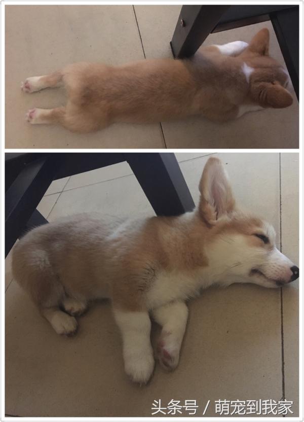 狗宝刚来家里的时候猫咪很生气，没想到后来它们居然合伙偷食吃！