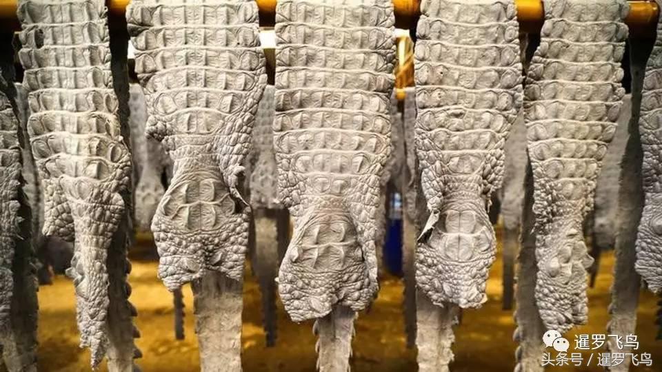 泰国养殖的鳄鱼,鳄鱼养殖基地吃鸡头