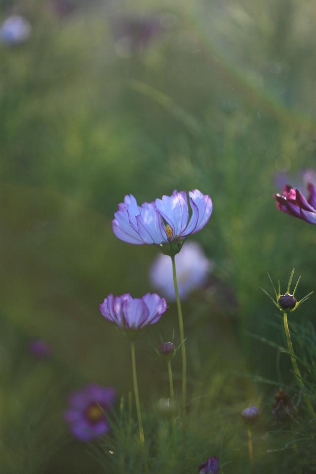 癫痫发病后头痛吃什么药,癫痫发作后头痛呕吐发烧