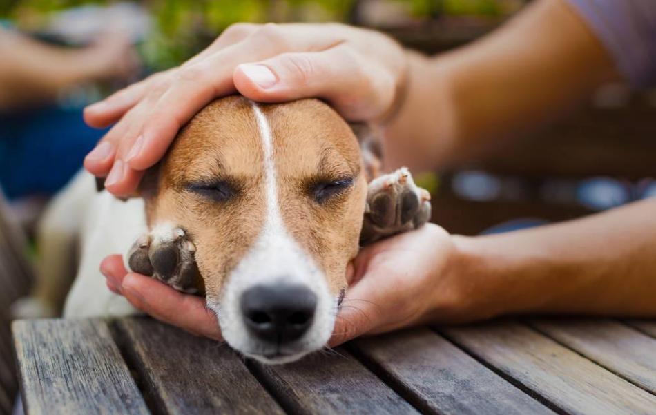 狗狗的关节疼痛吃什么药最好,帮助狗狗缓解疼痛的小妙招