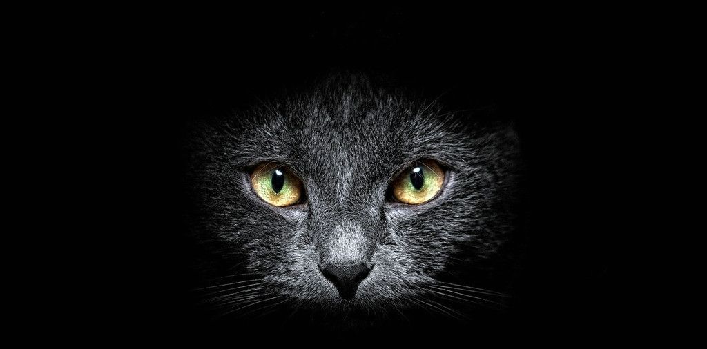 大半夜遇到黑猫,大半夜的黑猫