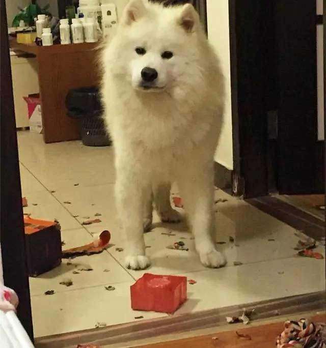 萨摩耶跟二哈哪个好养,二哈和萨摩耶哪个好养