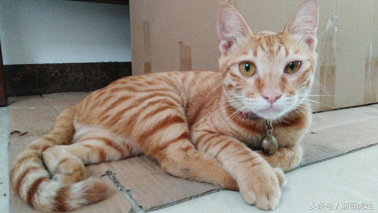 铲屎的把喵星人当孩子养，逢年过节都给大红包，每年的红包钱都存起来捐给寺庙帮小猫求平安