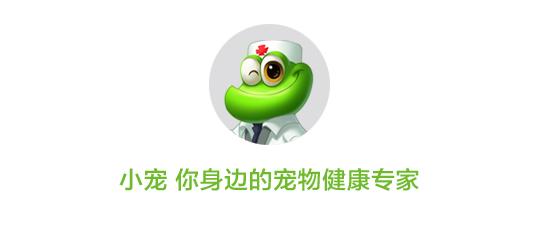 狗狗早上吐黄水和黄沫吃什么药,狗狗吐黄水不吃饭吃草怎么回事